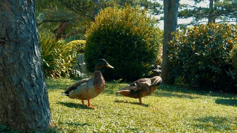 Two funny duck straightens feathersin the grass. 库存影片 113353195