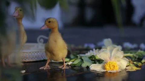 Two funny ducklings are having fun Stock Footage 68015362