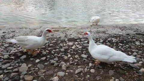 Two funny ducks are funny chatting near the pond Stock Footage 138945850