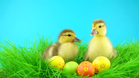 Two funny fluffy Easter ducklings, looking in camera and quacks Vídeos de archivo 72735686