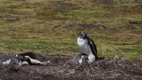 Two Funny Gentoo Penguin Chicks at Mother's Feet in Nest on Dirt and Grass .. Stock Footage 339510930