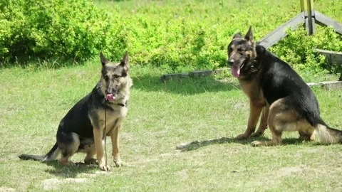 Two funny German shepherds on the lawn 库存影片 83784066