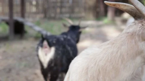 Two funny goats looking at the camera and walk away together. Final scene. Stock Footage 156695981