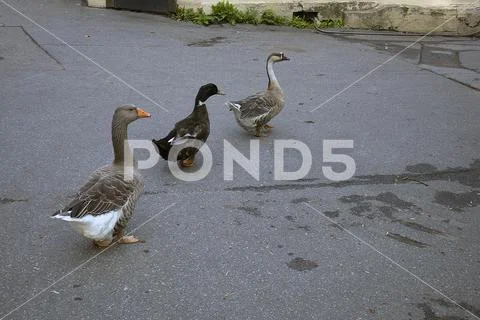 Two funny grey geese and duck walk in single file Stock Photos