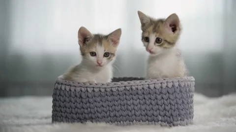 Two funny kittens are sitting in a gray wicker basket and are actively looking Video stock 161867311