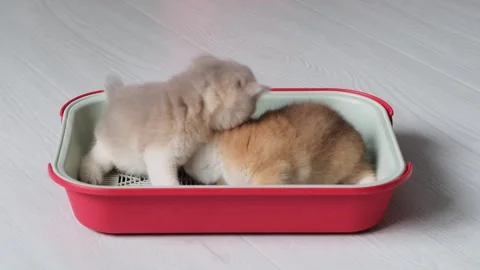 Two funny kittens learn how to use a tray while playing inside. Stock Footage 295037266
