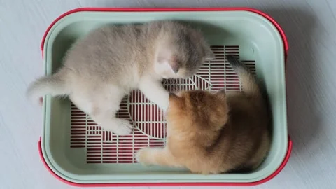 Two funny kittens learn how to use a tray while playing inside. Stock Footage 295037276