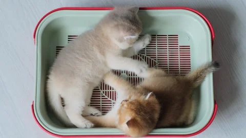 Two funny kittens learn how to use a tray while playing inside. Video stock 296943022