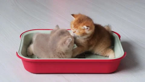 Two funny kittens learn how to use a tray while playing inside. Stock Footage 301230470