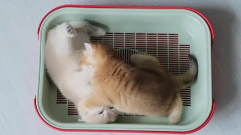 Two funny kittens learn how to use a tray while playing inside. Stock Footage 305033377