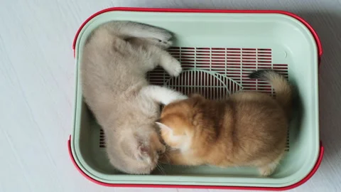 Two funny kittens learn how to use a tray while playing inside. Stock Footage 307901047