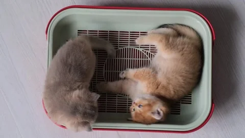 Two funny kittens learn how to use a tray while playing inside. Stock Footage 309899971