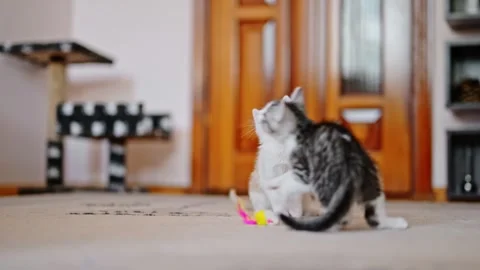 Two funny kittens playing together - jumping and running Stock Footage 245933921