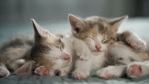 Two funny kittens sleep lying on top of each other. They breathe frequently Video stock 158996987