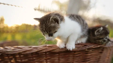 Two funny kittens trying to jump from basket Stock Footage 63359720