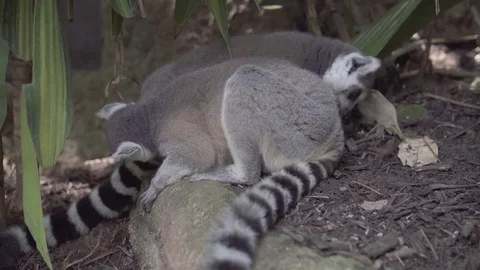 Two funny lemur lick each other Video stock 74096001