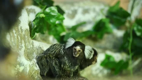 Two funny looking Common Marmosets Callithrix jacchus with characteristic white Stock Footage 333983739