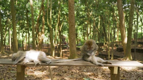 Two funny monkeys are resting on a bench. Tourist destination of Bali.  Stock Footage 128364589