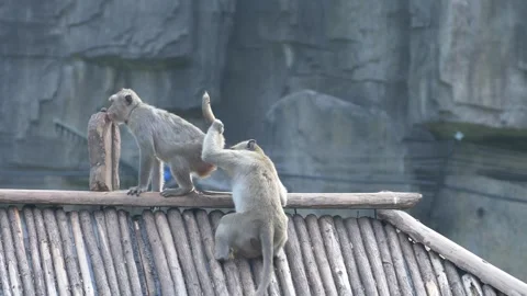 Two funny Monkeys Stock Footage 155040625