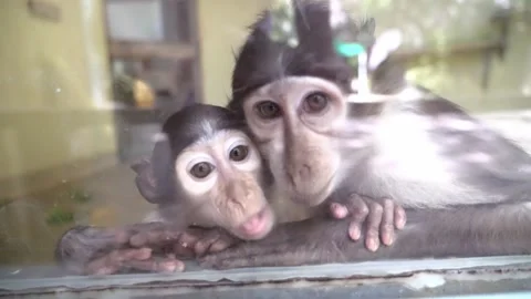 Two funny monkeys look into the camera lens through the glass. Stock Footage 138229447