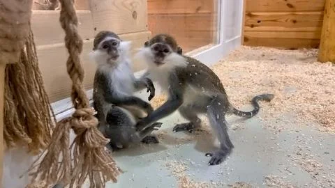 Two funny monkeys playing and having fun in zoo behind the glass barrier Stock Photos