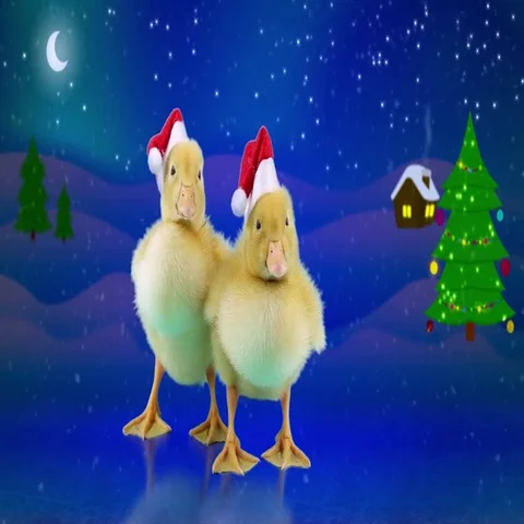 Two Funny newborn ducks in Santa Claus hats, opens beak (yawning) Stock Footage 69449921