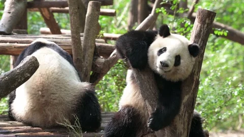 Two funny pandas have fun together Stock Footage 152527788