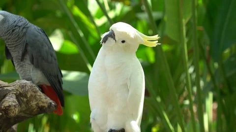 Two funny parrots close-up. Stock Footage 112594392