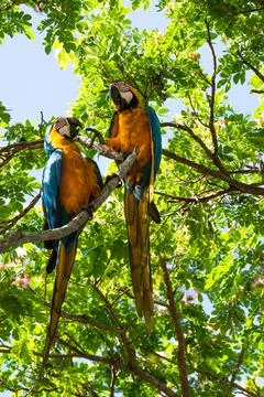 Two funny parrots, one trying to take food from the other one, birds Stock Photos