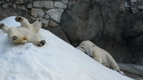 Two funny polar bears Stock Footage 64951313