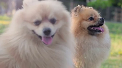 Two funny Pomeranian spitz Stock Footage 83056541