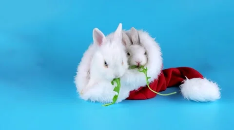 Two funny rabbits eating arugula salad in the Santa Claus hat, ready to be keyed Stock Footage 67448995