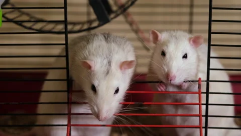 Two funny rats look out of the cage and beg for food. Stock Footage 142820530