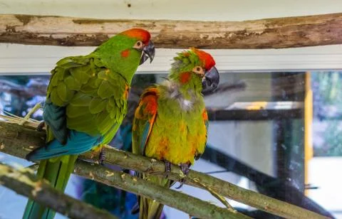 Two funny red fronted macaw parrots sitting together on a branch, tropical an Stock Photos
