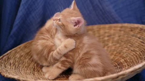 Two funny small kittens in basket. Breed ginger kitten 库存影片 309244206