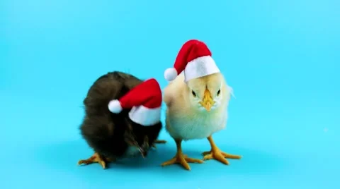 Two funny small roosters, one of them trying to take of the Santa hat Stock Footage 68457134
