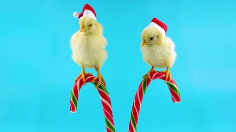 Two funny small roosters, Santa helpers, sitting on the Christmas candy cane Stock Footage 68833412