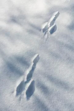 Two funny snow tracks of a rabbit looking like male genitals. Seen in the Eif Stock Photos