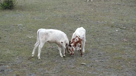 Two funny spotted calves play merrily in a high-mountain pasture. Stock Footage 145503272