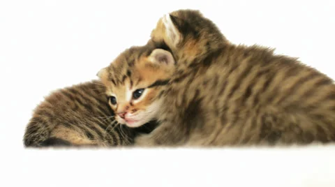 Two funny striped kittens Stock-Footage 37573059