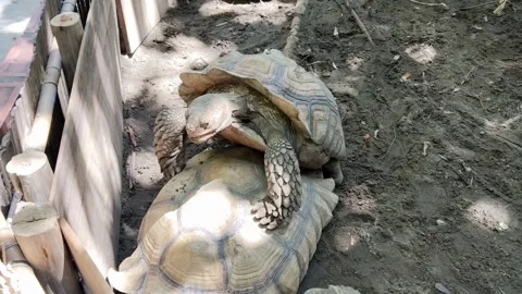 Two funny terrapins stacked on top of each other attempt to mate on the ground Stock Footage 330141367