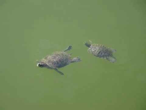 Two funny turtles dancing in the pond Stock-Fotos