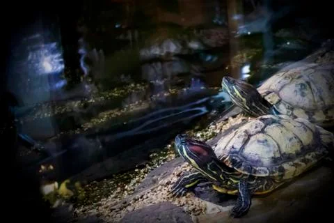 Two funny turtles pulling their necks Stock Photos