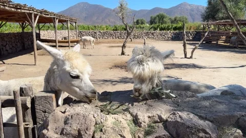 Two funny white alpacas with crooked teeth chewing on green leaves Видео 332988834