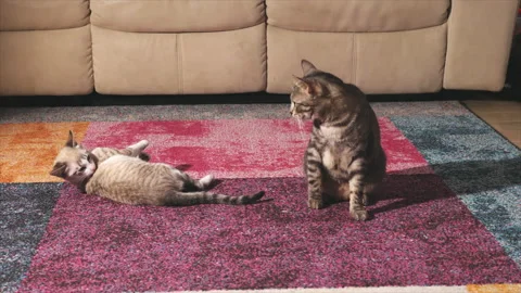 Two funny white and gray cats licking each other. Video stock 146437429