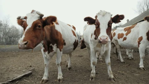 Two funny white cows with brown spots looking at the camera on a farm Stock Footage 196986748