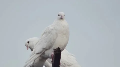 Two funny white doves against the sky Vídeos de archivo 236312967