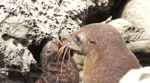 Two fur seal on rocks Stock Footage 44651386