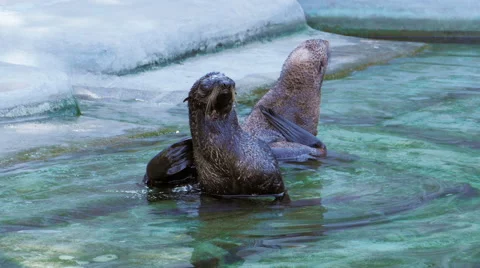 Two fur seals are cleaned and scratched tail in the water near the shore Stock Footage 65749968