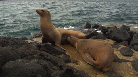 Two fur seals lying on rocks near the sea, and dive into the sea, Stock Footage 39481062